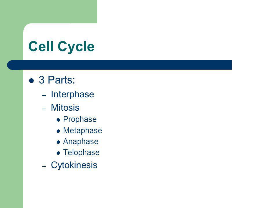 Cell Cycle 3 Parts: Interphase Mitosis Cytokinesis Prophase Metaphase