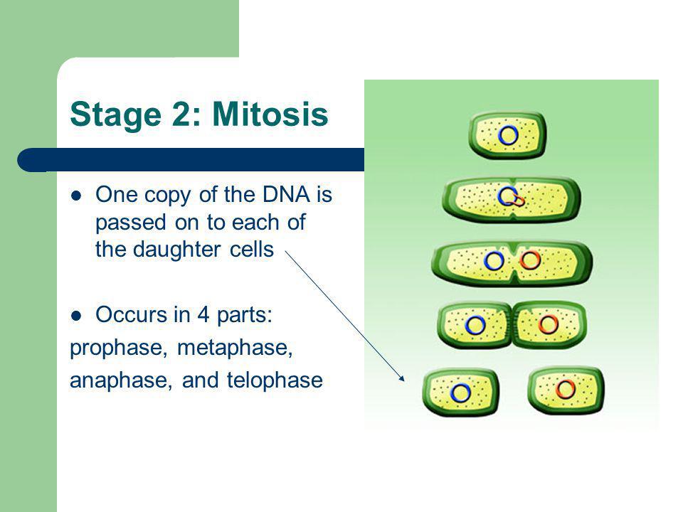 Stage 2: Mitosis One copy of the DNA is passed on to each of the daughter cells. Occurs in 4 parts: