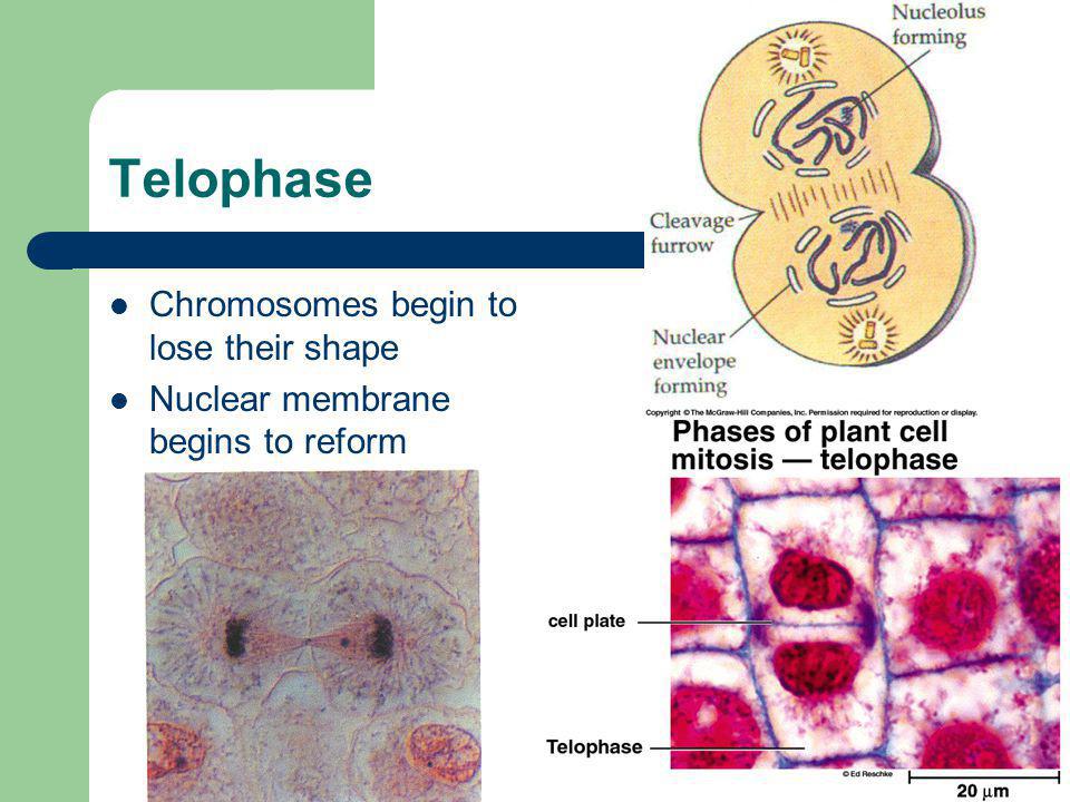 Telophase Chromosomes begin to lose their shape