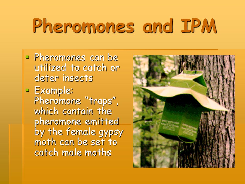 Pheromones and IPM Pheromones can be utilized to catch or deter insects.