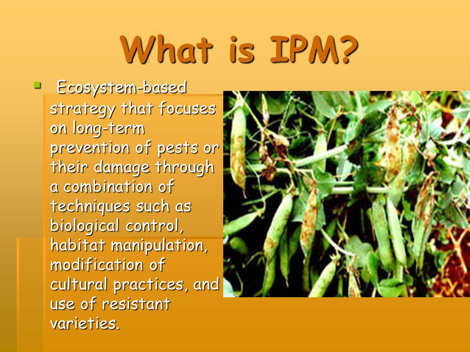 What is IPM