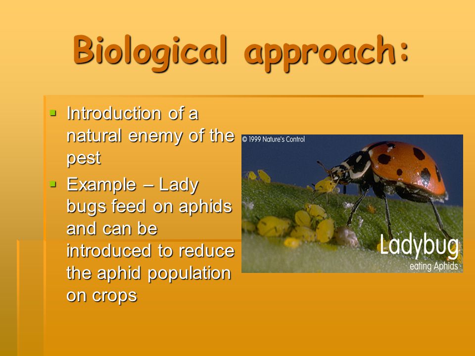Biological approach: Introduction of a natural enemy of the pest