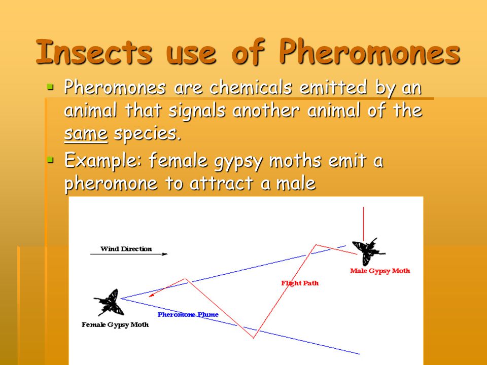 Insects use of Pheromones