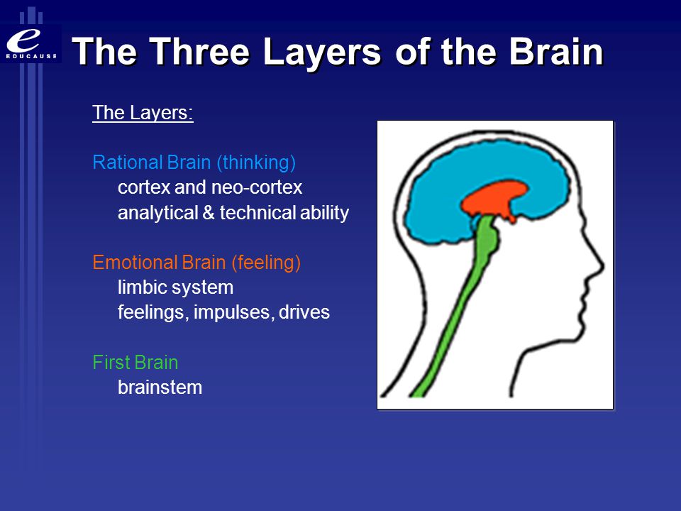 The Three Layers of the Brain