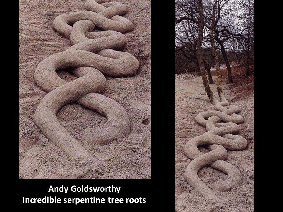 Incredible serpentine tree roots