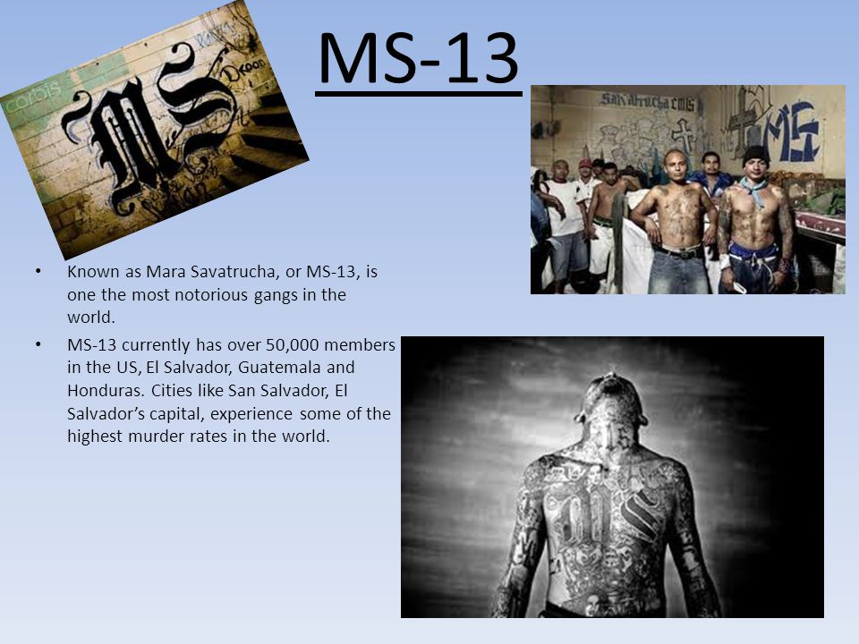 MS-13 Known as Mara Savatrucha, or MS-13, is one the most notorious gangs in the world.