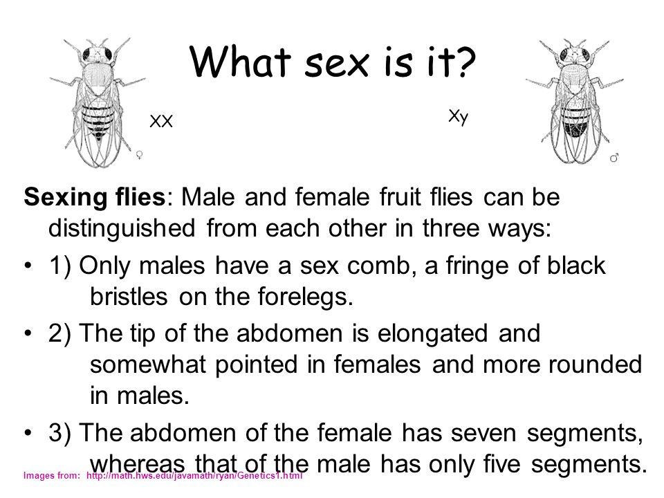 What sex is it Xy. XX. Sexing flies: Male and female fruit flies can be distinguished from each other in three ways: