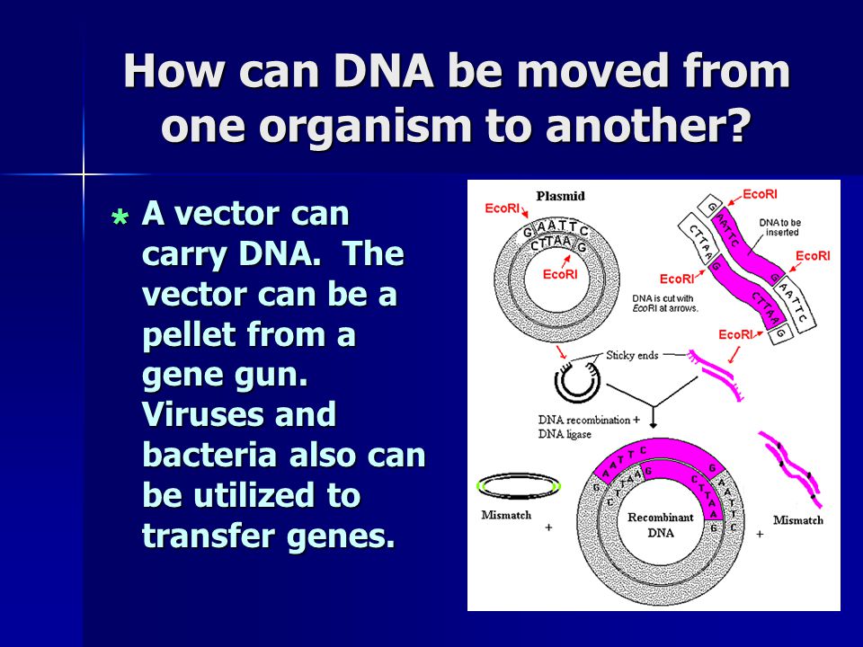 How can DNA be moved from one organism to another