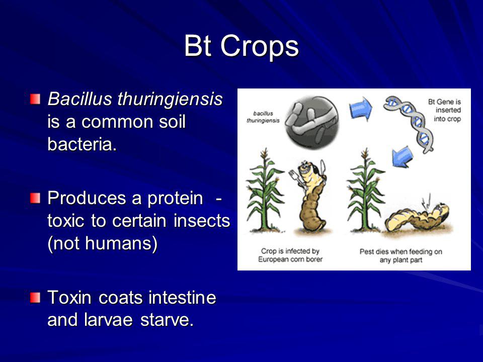 Bt Crops Bacillus thuringiensis is a common soil bacteria.