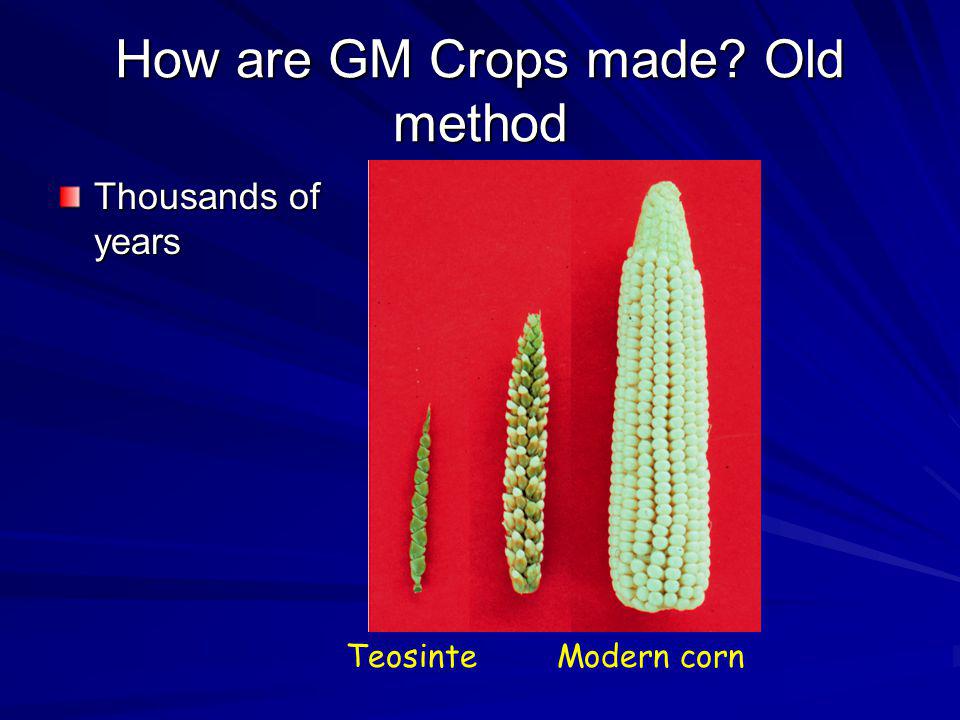 How are GM Crops made Old method
