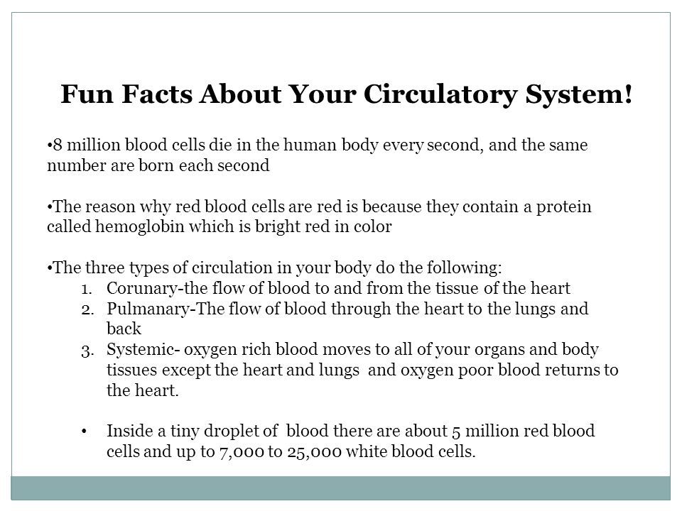 Fun Facts About Your Circulatory System!