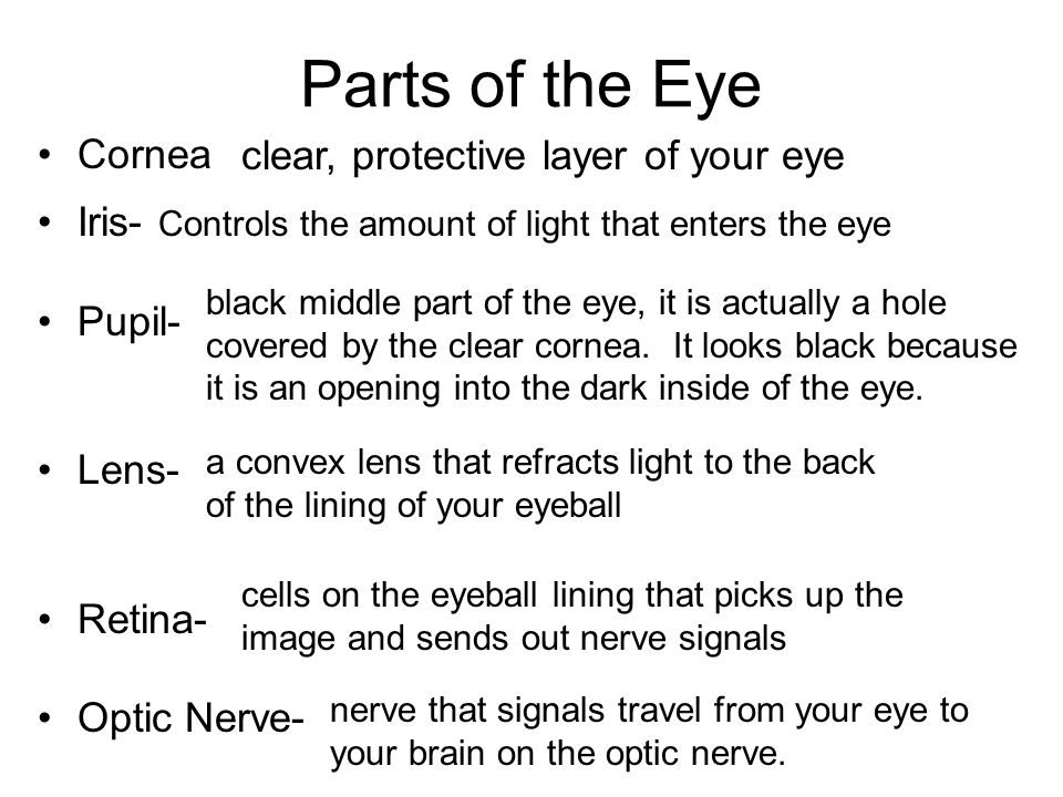 Parts of the Eye clear, protective layer of your eye Cornea