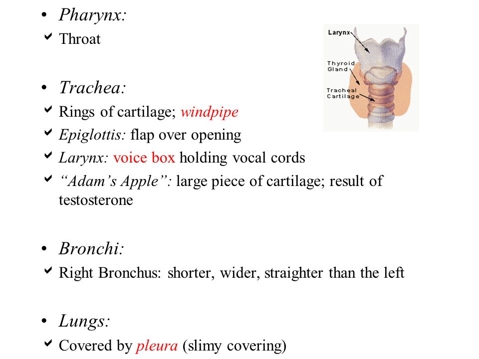 Pharynx: Trachea: Bronchi: Lungs: Throat Rings of cartilage; windpipe