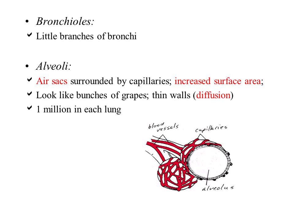 Bronchioles: Alveoli: Little branches of bronchi