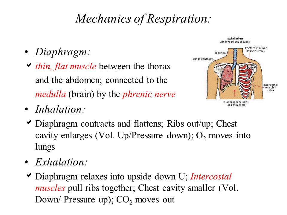 Mechanics of Respiration: