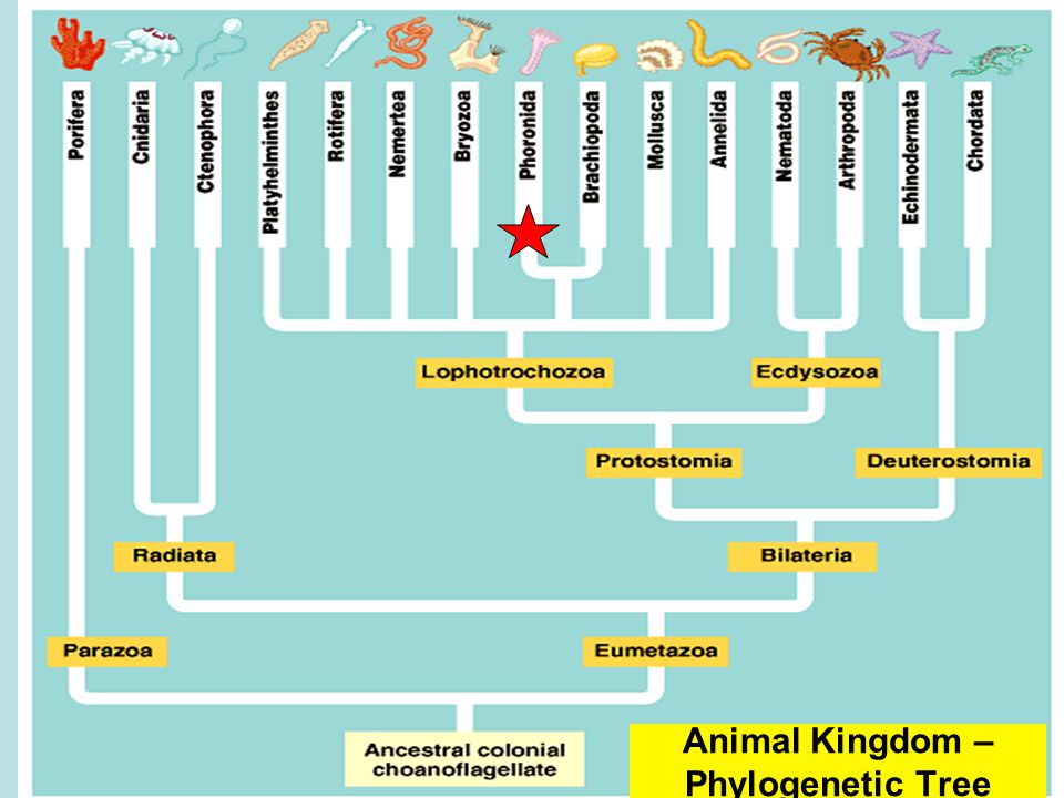 Animal+Kingdom+%E2%80%93+Phylogenetic+Tree.jpg