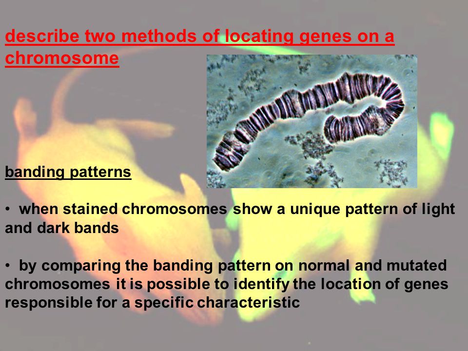 describe two methods of locating genes on a chromosome