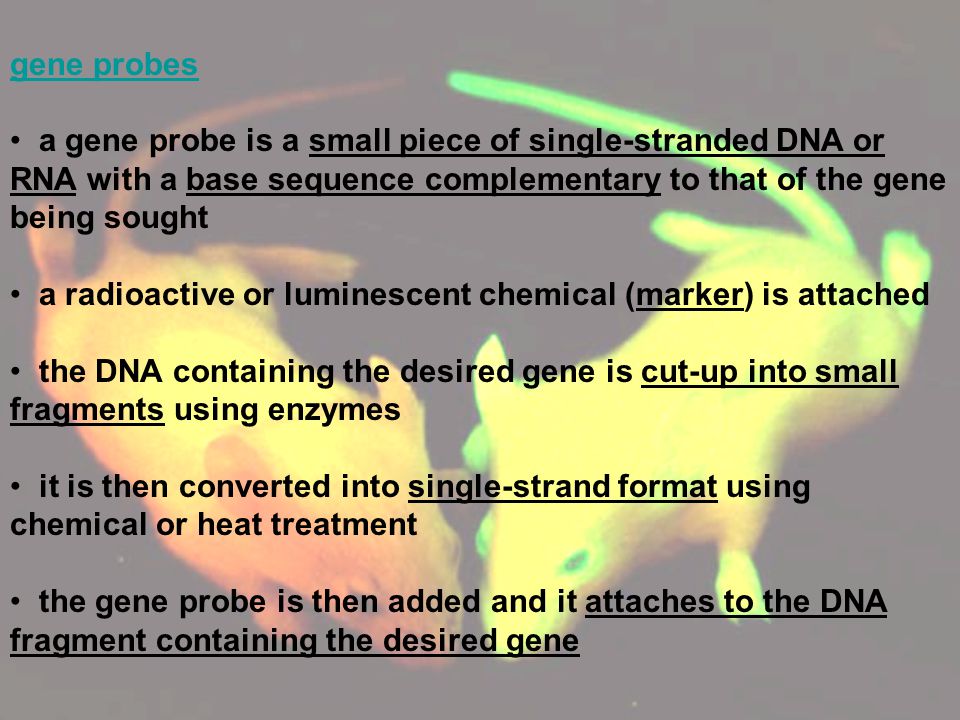 gene probes a gene probe is a small piece of single-stranded DNA or RNA with a base sequence complementary to that of the gene being sought.