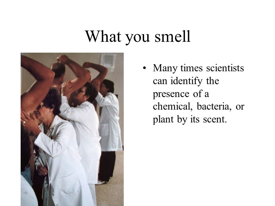 What you smell Many times scientists can identify the presence of a chemical, bacteria, or plant by its scent.