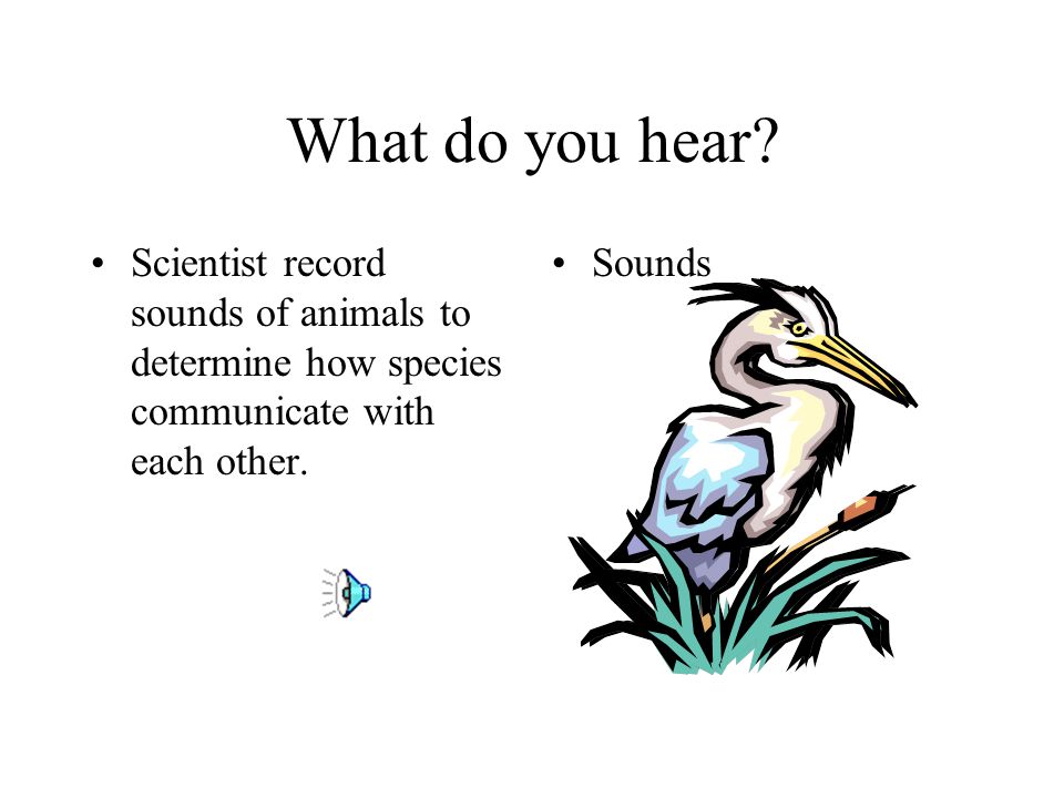 What do you hear Scientist record sounds of animals to determine how species communicate with each other.