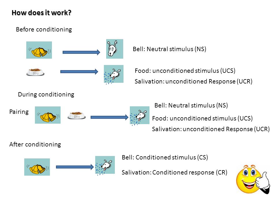 How does it work Before conditioning Bell: Neutral stimulus (NS)