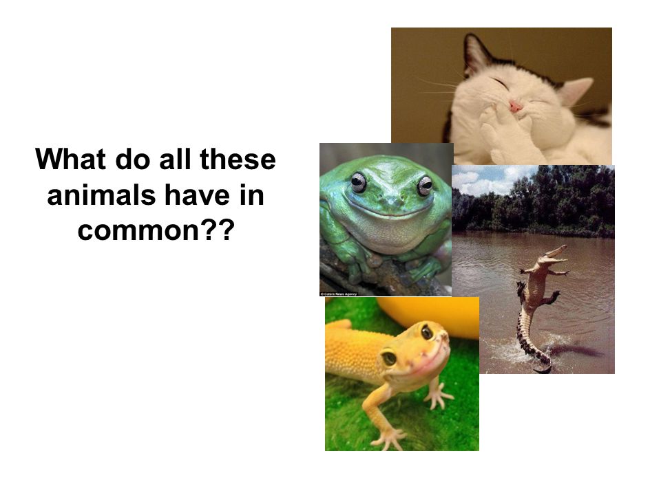 What do all these animals have in common