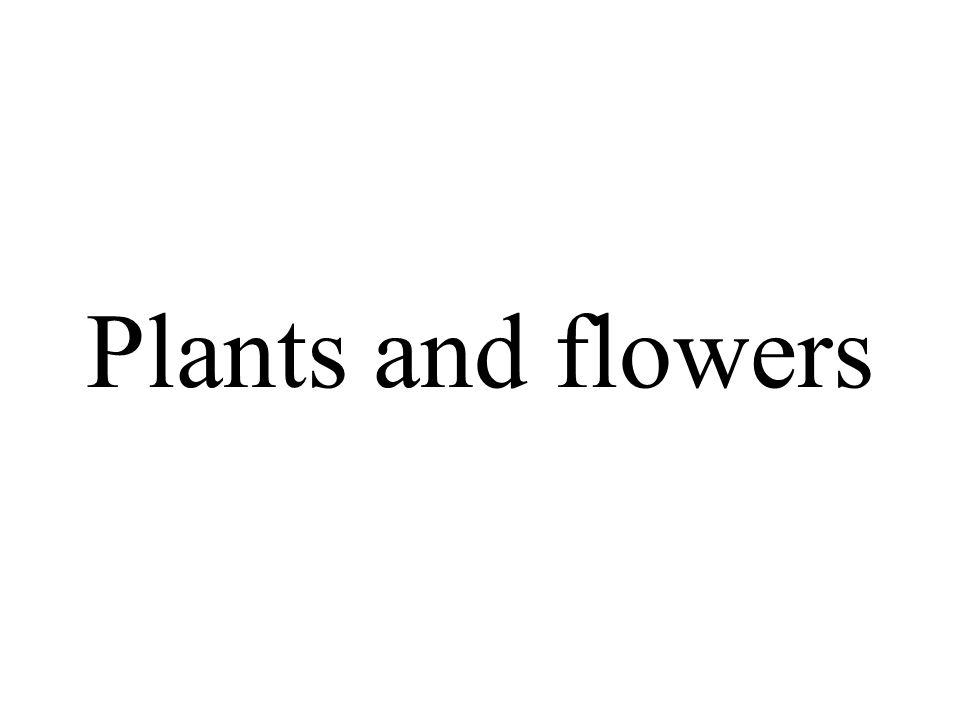 Plants and flowers