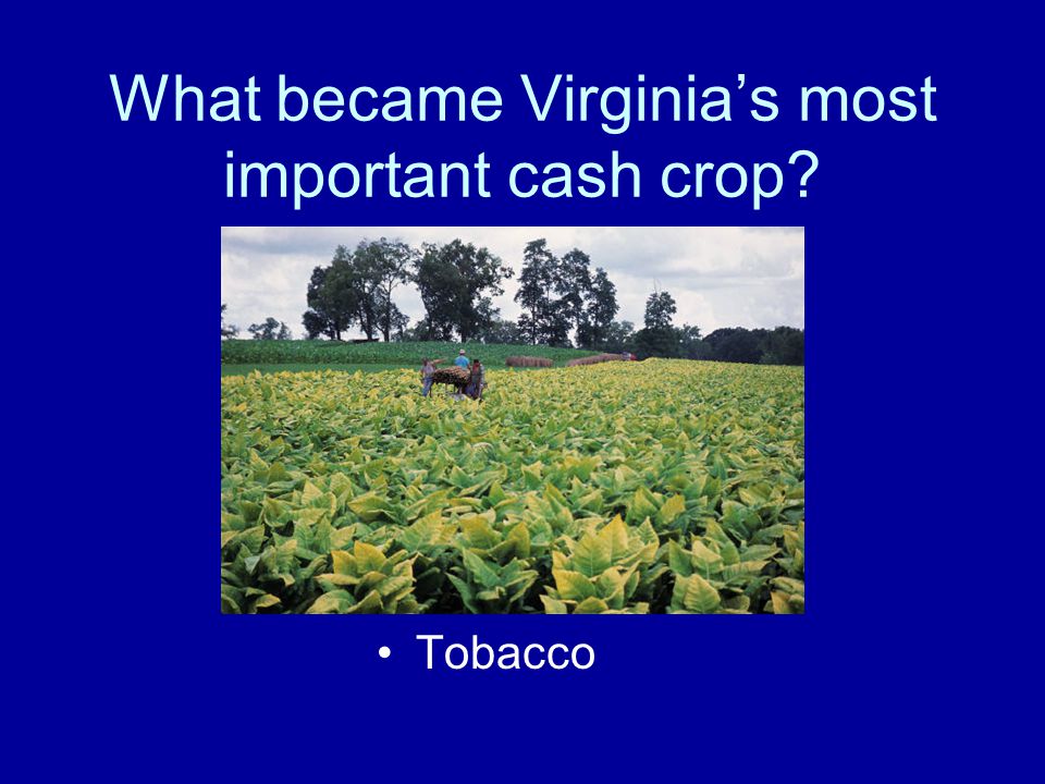 What became Virginia’s most important cash crop