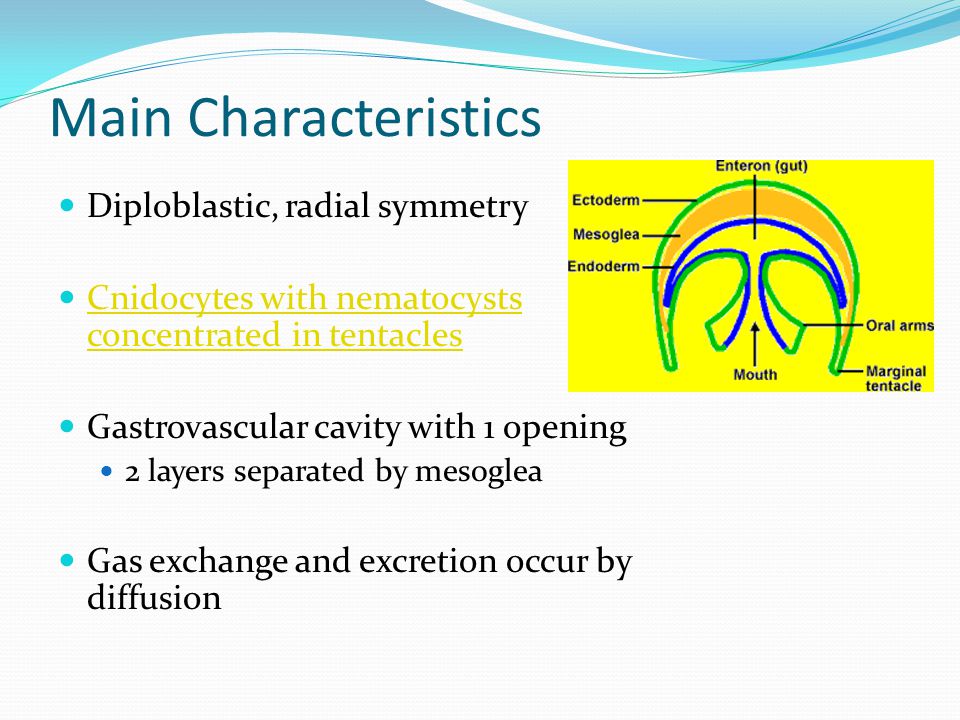 Main Characteristics Diploblastic, radial symmetry