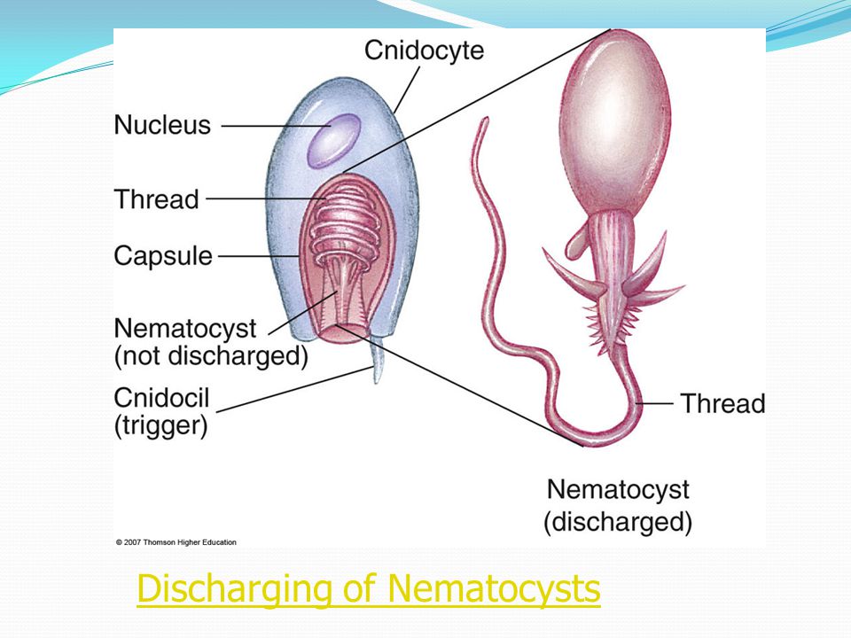 Discharging of Nematocysts