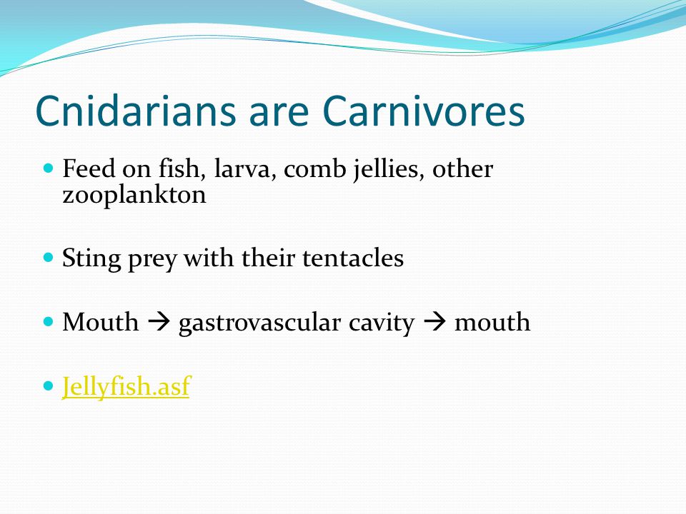 Cnidarians are Carnivores