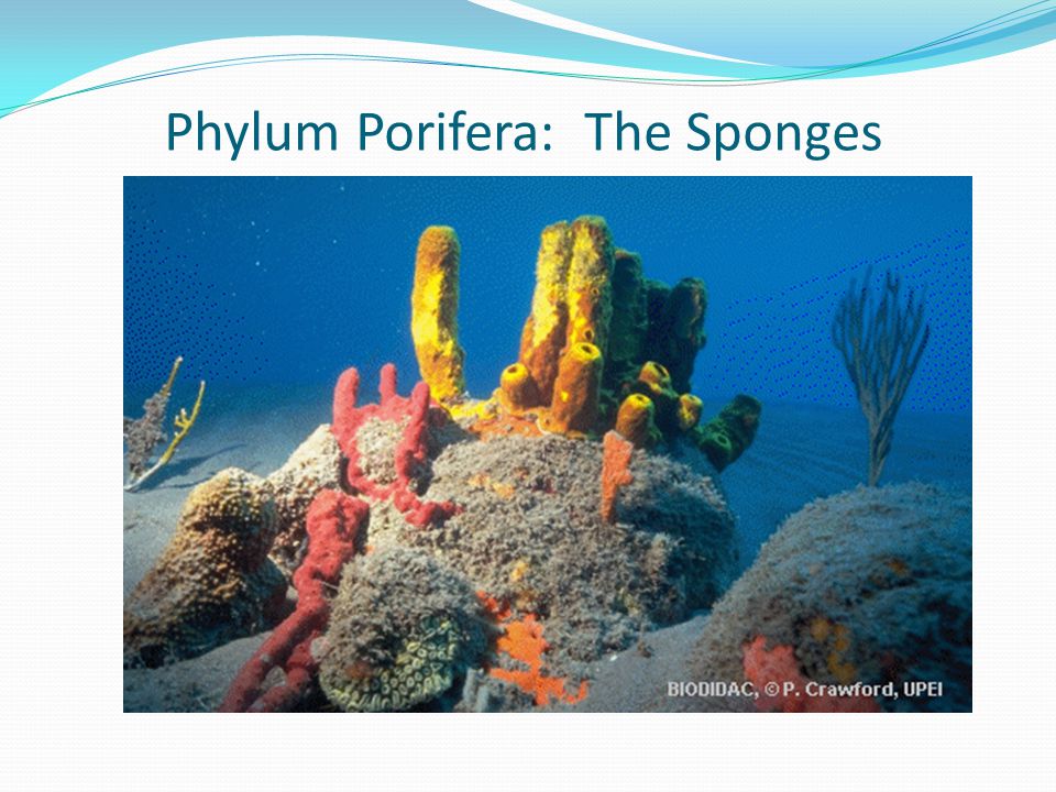 Phylum Porifera: The Sponges