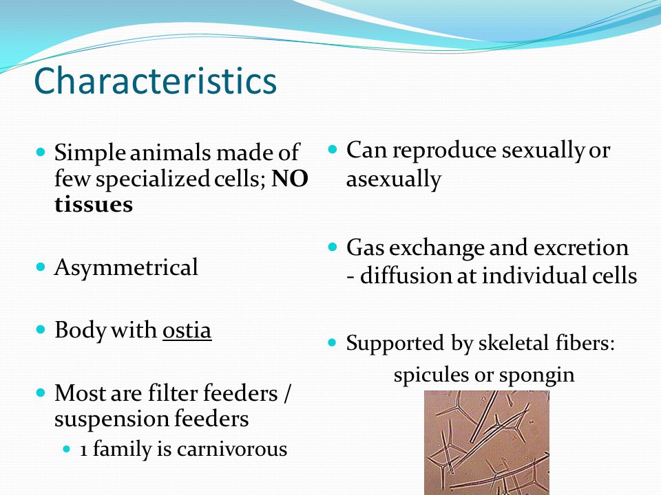 Characteristics Can reproduce sexually or asexually