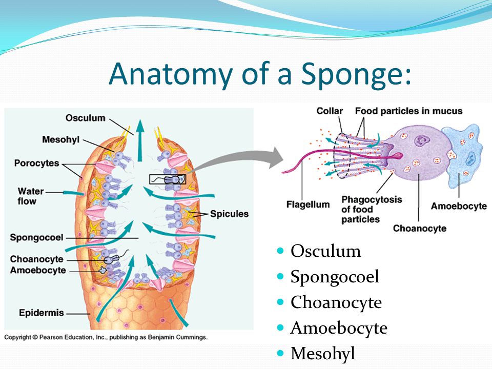 Anatomy of a Sponge: Osculum Spongocoel Choanocyte Amoebocyte Mesohyl