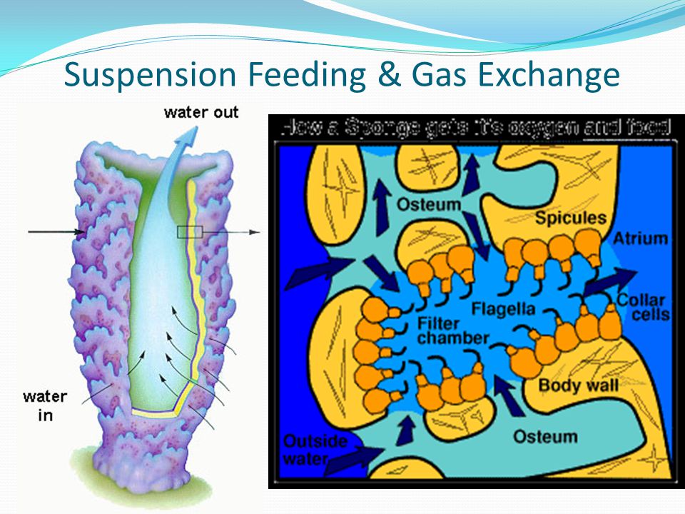 Suspension Feeding & Gas Exchange