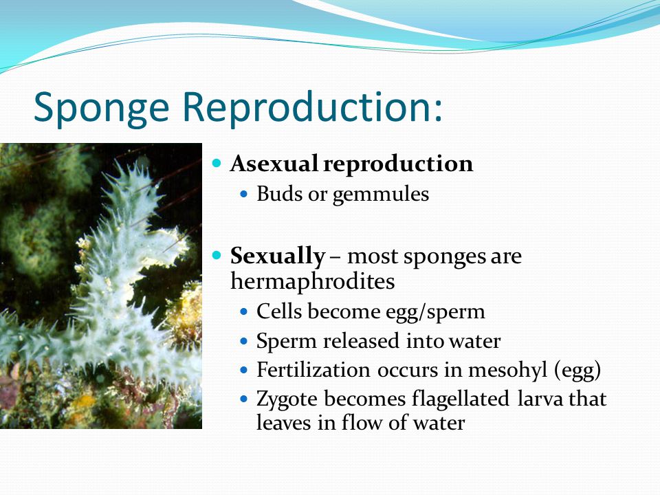 Sponge Reproduction: Asexual reproduction