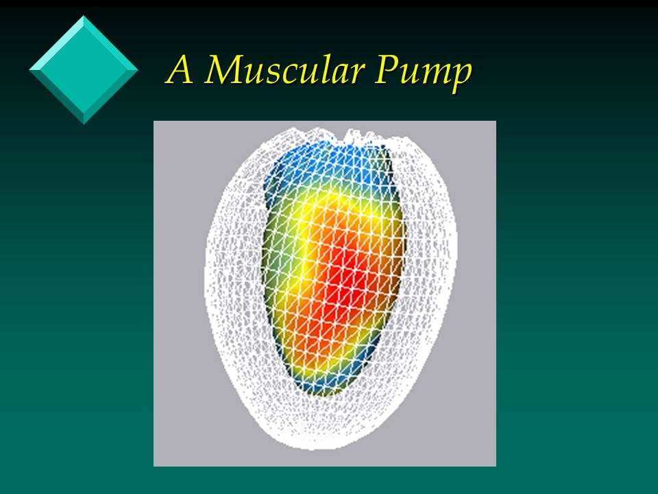 A Muscular Pump