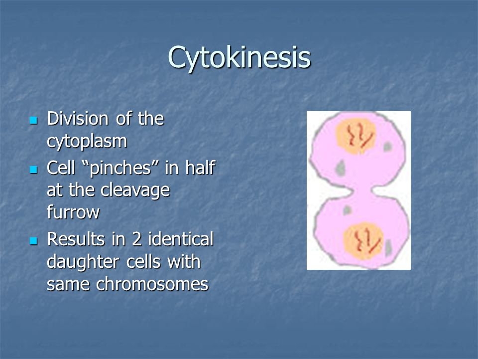 Cytokinesis Division of the cytoplasm