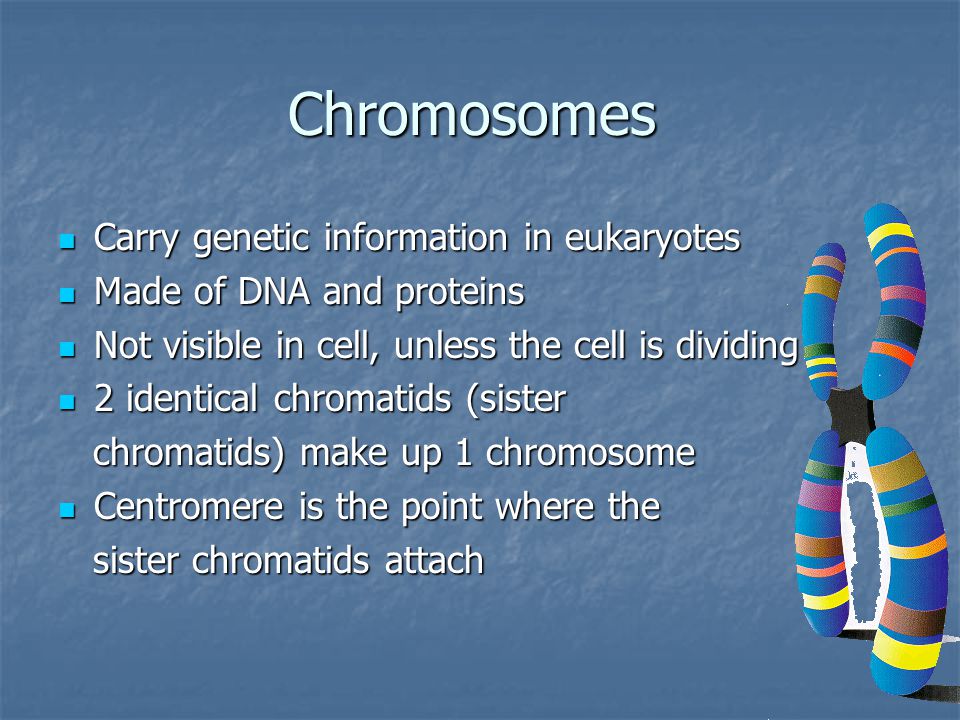 Chromosomes Carry genetic information in eukaryotes