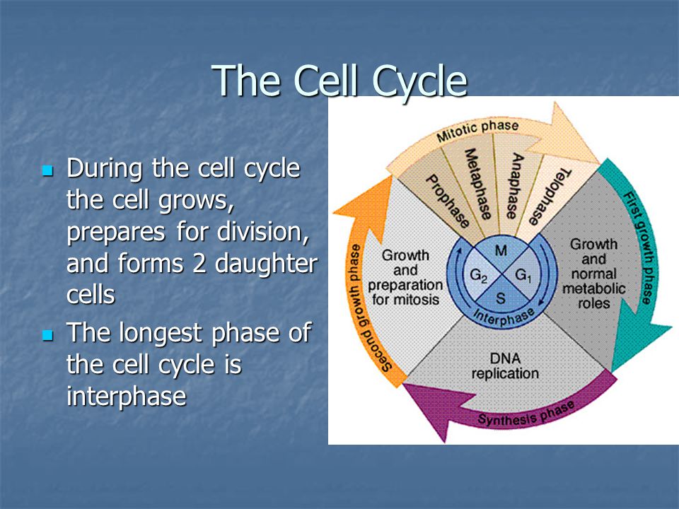 The Cell Cycle During the cell cycle the cell grows, prepares for division, and forms 2 daughter cells.