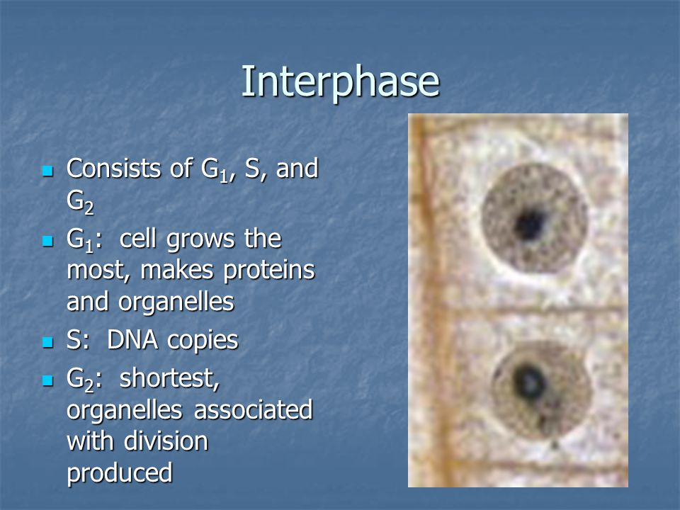 Interphase Consists of G1, S, and G2