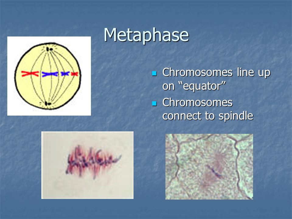 Metaphase Chromosomes line up on equator
