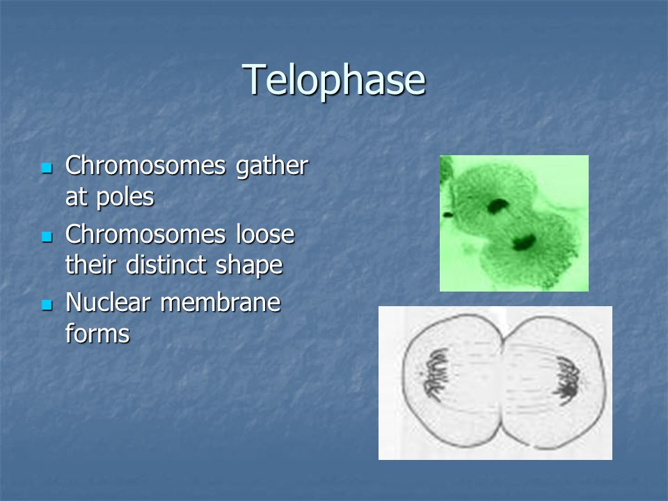 Telophase Chromosomes gather at poles