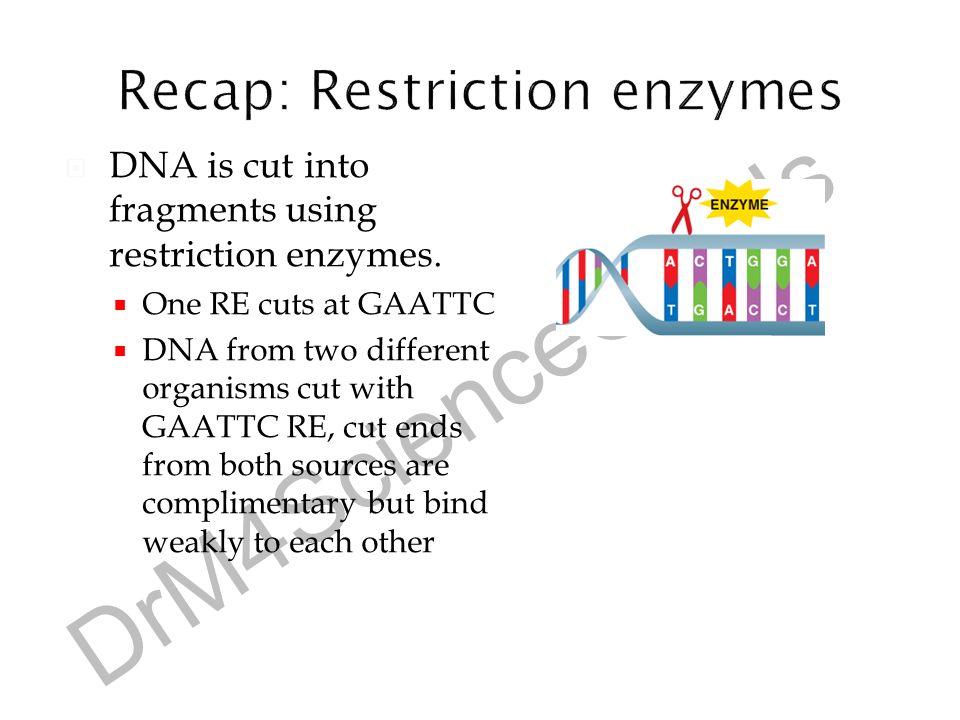 Recap: Restriction enzymes