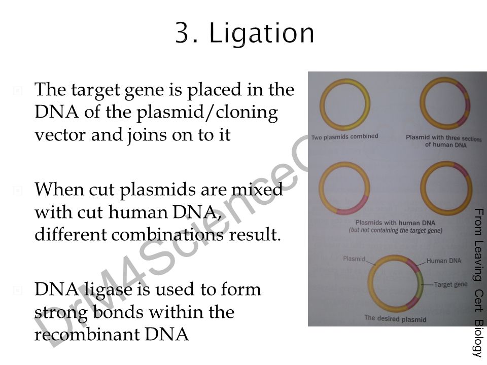 3. Ligation The target gene is placed in the DNA of the plasmid/cloning vector and joins on to it.