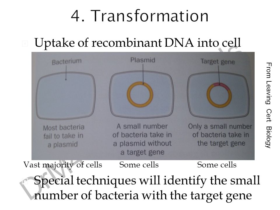 4. Transformation Uptake of recombinant DNA into cell