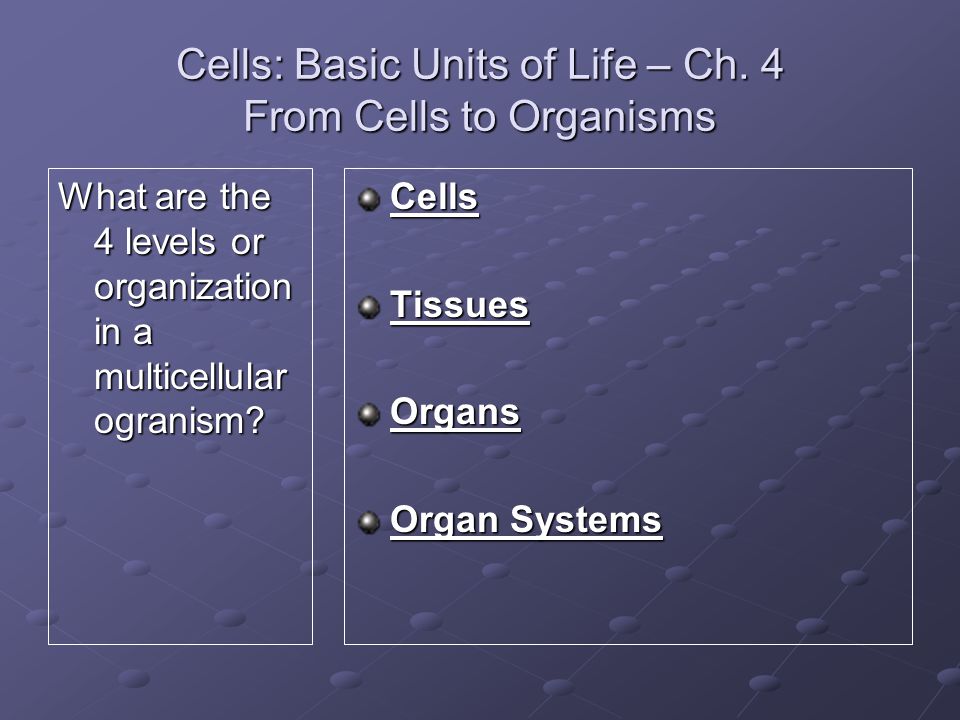 Cells: Basic Units of Life – Ch. 4 From Cells to Organisms