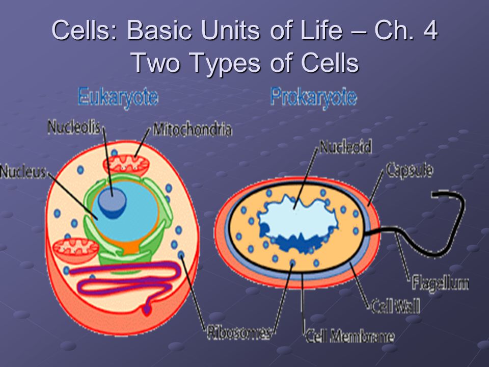Cells: Basic Units of Life – Ch. 4 Two Types of Cells