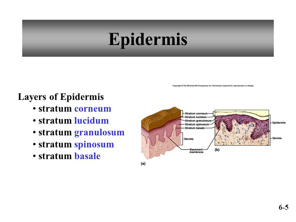 Epidermis Layers of Epidermis stratum corneum stratum lucidum
