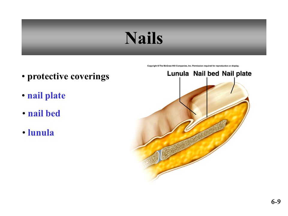 Nails protective coverings nail plate nail bed lunula 6-9